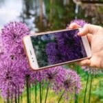 Apps para Identificar Espécie de Plantas