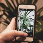 Apps Identificadores de Plantas