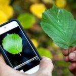 App para identificar plantas