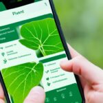 Descubra a espécie de qualquer planta com esse app