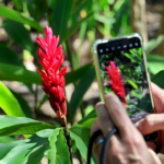 App para Identificar Plantas: Guia Completo